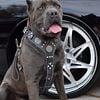 Cane Corso blue male for stud