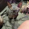 Sphynx kittens NE Ohio