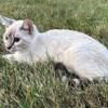 Iowa Silver Snow Lynx Rosetted Female Bengal Kitten Iowa TICA