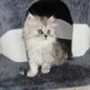 For Sale: Adorable Persian Kittens  Purebred, Fluffy & Playful!