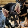 Purebred German Shepherd  pups  *250*