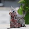 Handfed Rose Breasted Galah Cockatoo