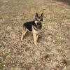🐾 Adorable German Shepherd Puppies for Sale! 🐾