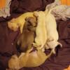 Chihuahua puppies male and female ready for their home
