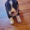 Australian shepherd male 1