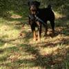 German Rottweiler stud