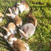 Rex rabbits for sale