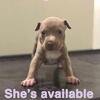 puppy for sale