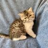 Exotic shorthair tabby