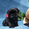 AKC small toy imperial standard shih tzu female.and male