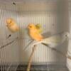 Beautiful canaries for more all four are males inf 847-946-7150