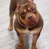 XL American Bully Puppies Available – Females