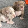 2 Bully Puppies