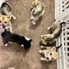 16 week old Pitbull/Husky (Pitsky) puppies For Sale