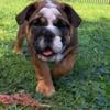 AKC MALE ENGLISH BULLDOG PUPPY