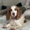 Female English Springer Spaniel FOR SALE