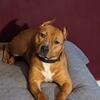 American Staffordshire Terrier