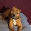 American Staffordshire Terrier - Female