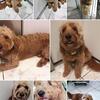 Lucas The Mini Red Goldendoodle