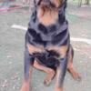 Rottweiler Available for Stud Services