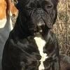 AKC Female French Bulldog