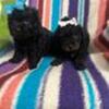 Darling Toy  poodle puppies
