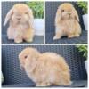 Holland Lop Babies For Sale