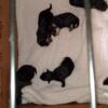 Yorkshire Terrier Puppies Ready March Forth
