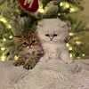 Teacup Persian kittens