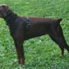 AKC Black and Rust DOBERMAN puppies