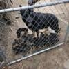 German shepherd puppies