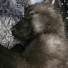 Sweet Wolf-Dog in Need of a Forever Home