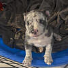 AMERICAN BULLY BLUE MIRCO PUPPY