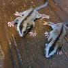 8 week oop male sugar gliders