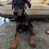 AKC pure blood European Doberman