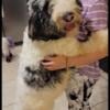 Sheepadoodle female girl