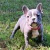 blue female French bulldog 