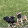 Cane Corso pup