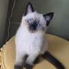 Adorable siamese male & female kittens