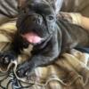 Registered frenchie  female with breeding rights,year old