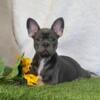 AKC Registered - French Bulldog Puppies