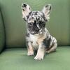 AKC Fluffy Frenchie