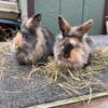 Harleaquin Lionhead Bunnies