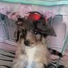 Aussiedoodle 