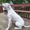 Dogo Argentino - Stud