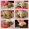 AKC Golden Retriever Puppies