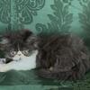 ADOPTED CFA male peke face Persian kitten