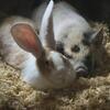 Continental Giant rabbit babies