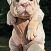 6 Week Old Purebred Exotic English Bulldogs CHAMPIONSHIP OFFSPRING