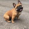 Female French bulldog looking for a new couch